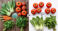 Thực Phẩm Organic Vs Thông Thường: So Sánh Khoa Học Chi Tiết 2025